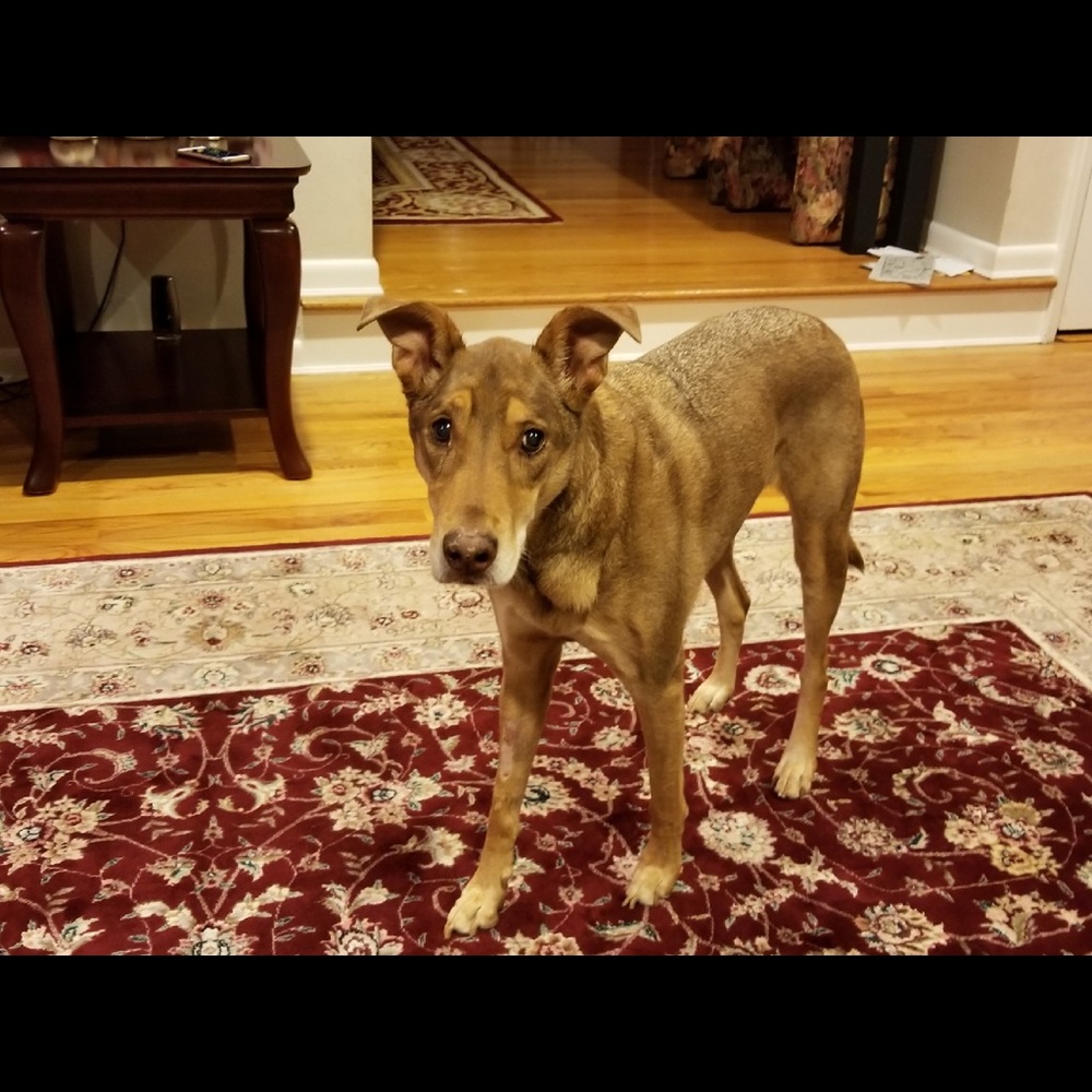 Meet your Posher, Brittany